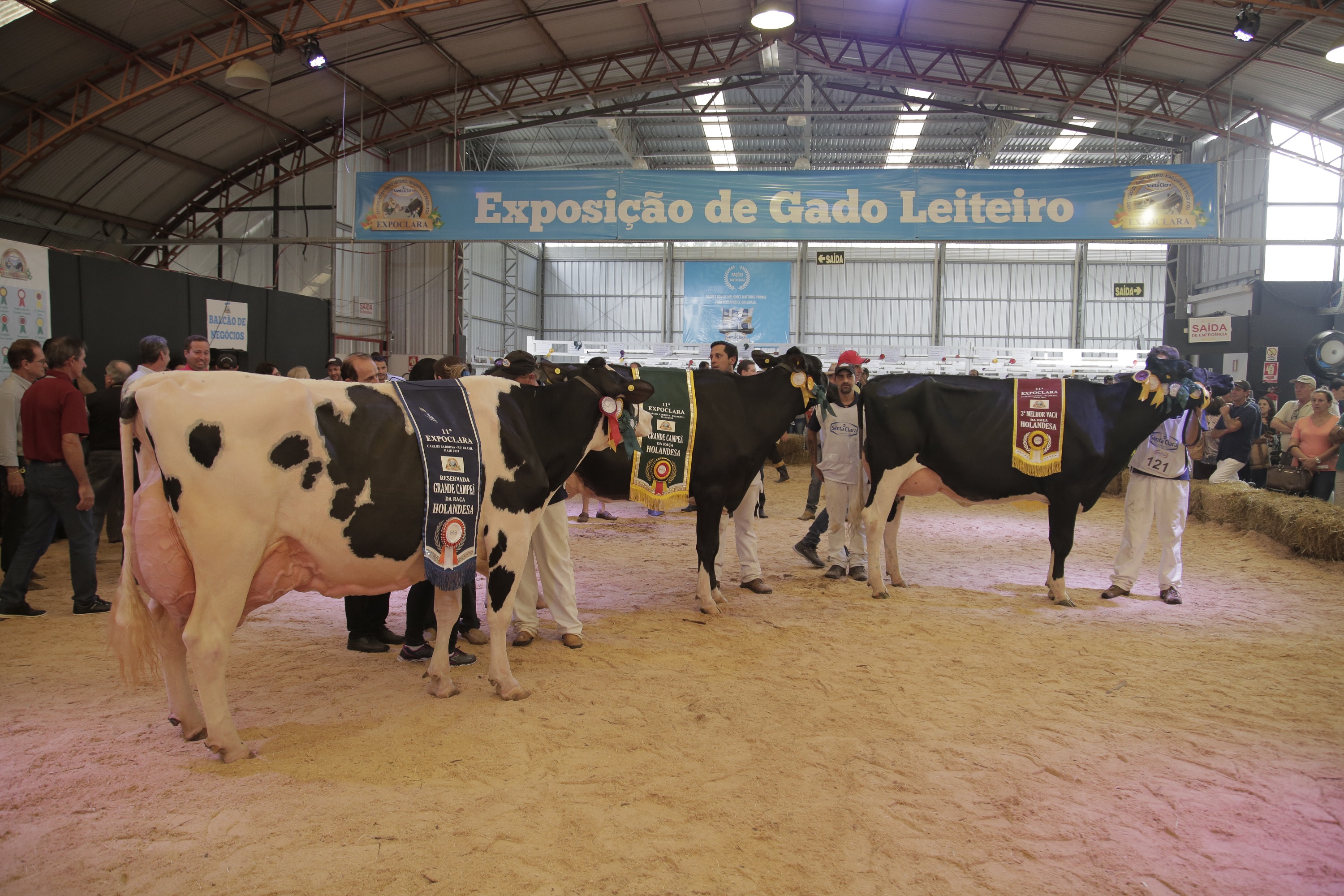 Grande Campeonato da Raça Holandesa conhece campeã